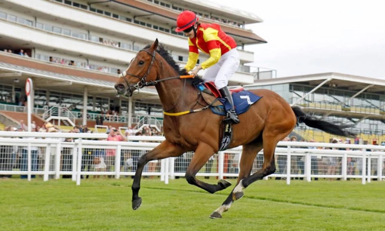Racecourse Transport - Full race day preparation, Changing yards, Vet trips, racecourse gallops etc, sales, based local to tattersalls. Full Race Day Assistance: Complete hands-on support, Experienced Handling, transport designed around experience traveling racehorses.