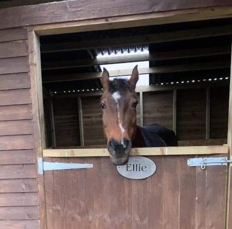Overnight Stabling - secure and comfortable overnight stabling to ensure your horse has an appropriate rest during traveling. stabling includes clean bedding, hay or haylage, fresh water, horses are monitored via CCTV.