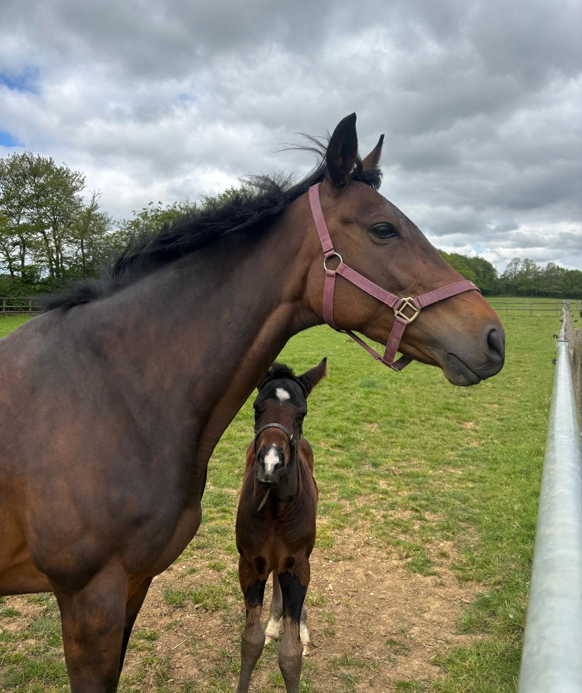 Stud Transport -  We provide reliable transport for mares traveling to stud for covering and prompt return, as well as safe transit for young stock and pre-training horses, pre training and young stock transport. 